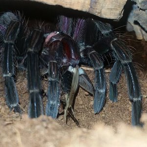 Pamphobeteus Insignis 02 (M) 2020.jpg