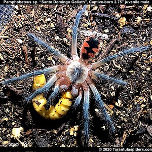 Pamphobeteus_SD_Goliath(m)2.75in_juv1.jpeg