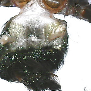 C.versicolor male or female? About 2,5 cm body