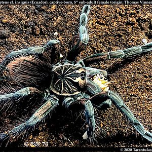 Pamphobeteus_insignis(Ecuador)(F)5in_AD1.jpeg