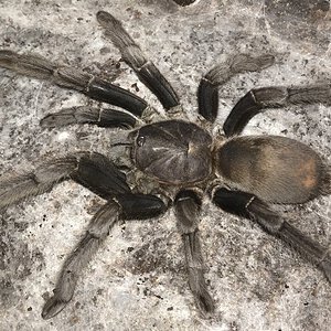 6.25”-6.75” Suspect Female Chilobrachys andersoni “Dark Morph” (Burmese Mustard Tarantula)