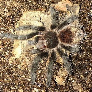 Grammostola actaeon