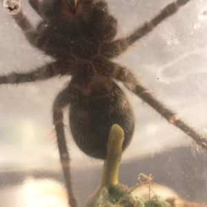 P. cancerides ventral sexing male? female?
