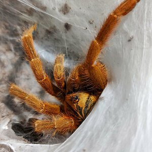 P. murinus. F.