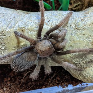 Aphonopelma iodius 2