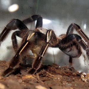 Elusive Predator (♀ Ephebopus murinus 3.75")