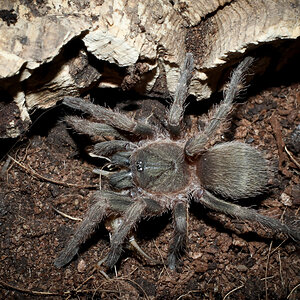 Neischnocolus sp. Colombia 2" Adult Female