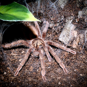 Neoholothele incei Gold Sub-Adult Female - ~2"