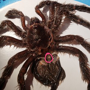 4 and 1/2" Avicularia avicularia molt