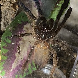 P. Gigas Juvenile Ventral...Male or Female?