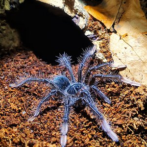 Theraphosa apophysis