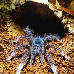 Theraphosa apophysis. Female.