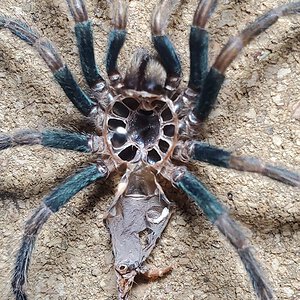 C. cyaneopubescens [molt sexing]