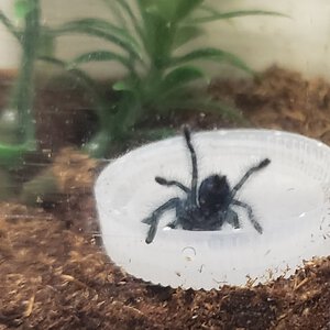 C. versicolor drinking