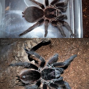 Phormictopus cancerides Adult Female - ≈7"