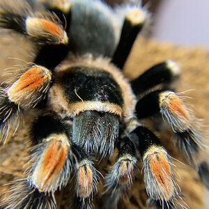 Brachypelma hamorii