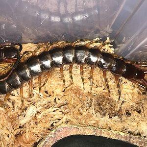 5.75”-6.25” Suspect Male Scolopendra galapagoensis (Darwin’s Goliath Centipede)