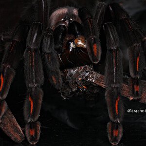 Psalmopoeus irminia.