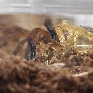 H. pulchripes sling