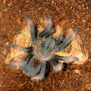 0.1 B. emilia - freshly moulted