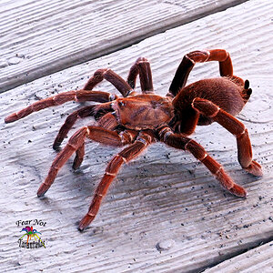 Pelinobius muticus (King Baboon) female