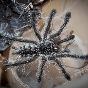 Avicularia purpurea First Post-Moult Meal - ≈ .5"