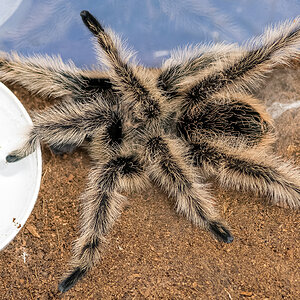 Arnold Schwarzeleggar (T. albopilosus) Fluffball pic #2