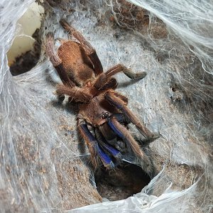 Chilobrachys dyscolus "Blue"