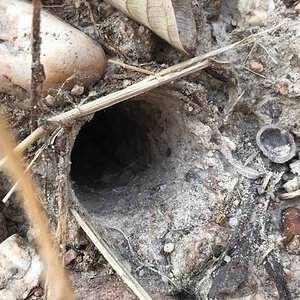 A big Cyriopagopus burrow