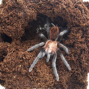 Unknown Tliltocatl/Brachypelma