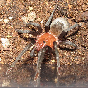 Pele (♂ Bumba horrida 2.5")