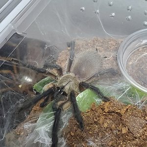 Juvenile M.balfouri hanging out