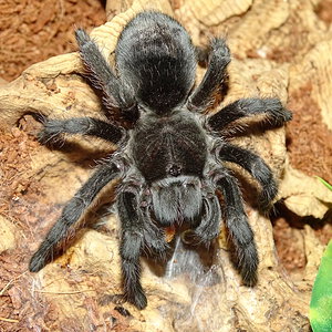 Grammostola pulchra