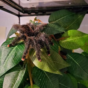 A. avicularia sub-adult hanging out