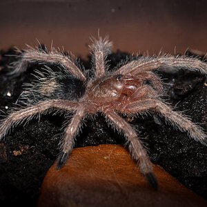 Thrixopelma ockerti