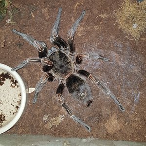 01 Thrixopelma pruriens