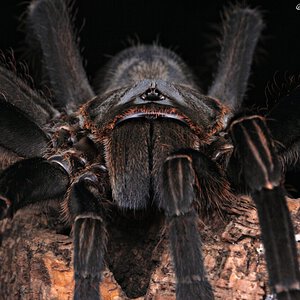 Haplopelma vonwirthi.