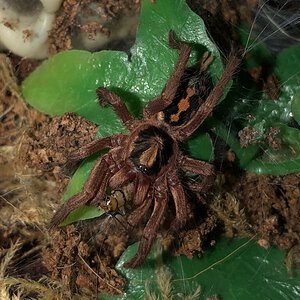 Hapalopus sp. Colombia