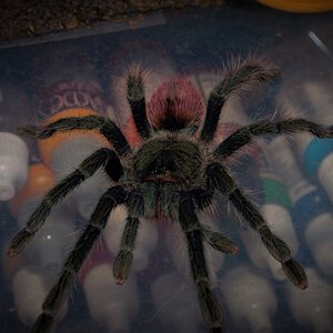 0.1 Thrixopelma ockerti