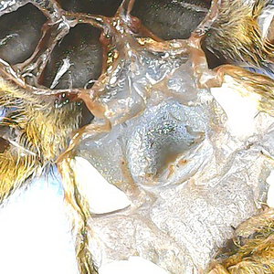 Harpactira pulchripes. 3 cm body. Male or female?