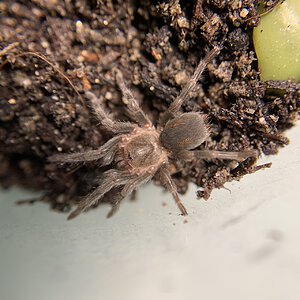 Bistriopelma lamasi .75" dls