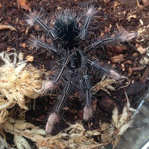 Theraphosa apophysis Sling