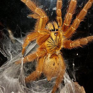 Beautiful Usambara P. murinus