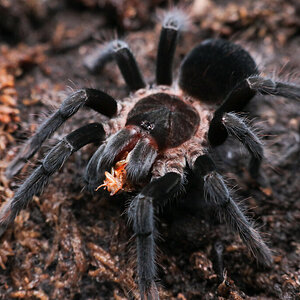 Sericopelma sp. Darien