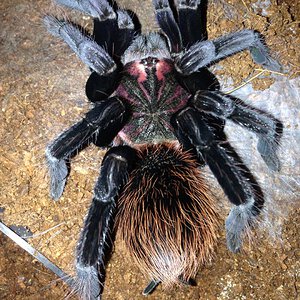 Xenesthis immanis Freshly Molted