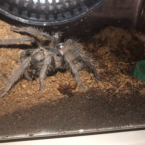 lasiodora parahybana