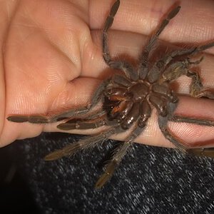 Lasiodora parahybana Molt