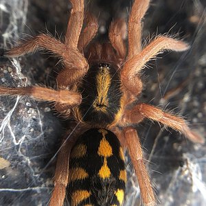 Hapalopus sp colombia large