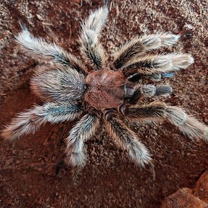 Post Ultimate molt 1 year later!