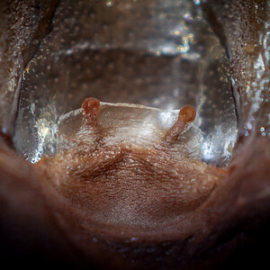 Grammostola grossa Mature Female - ~5"